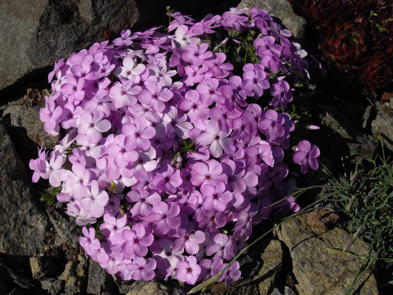 Phlox douglasii 'Eva' photo